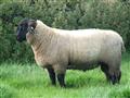 Sufolk