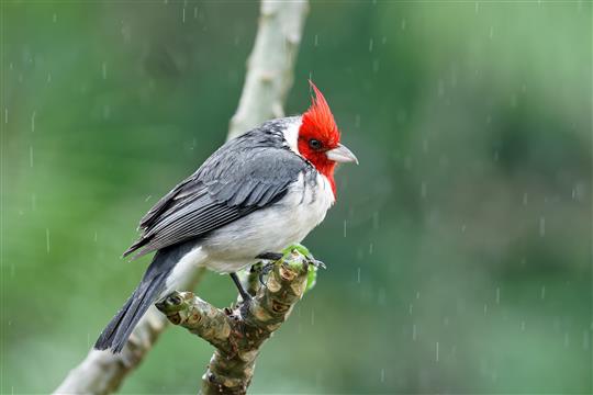 Birb